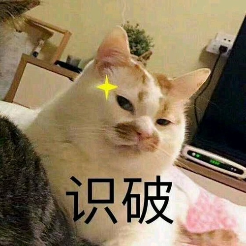 机智的小猫
