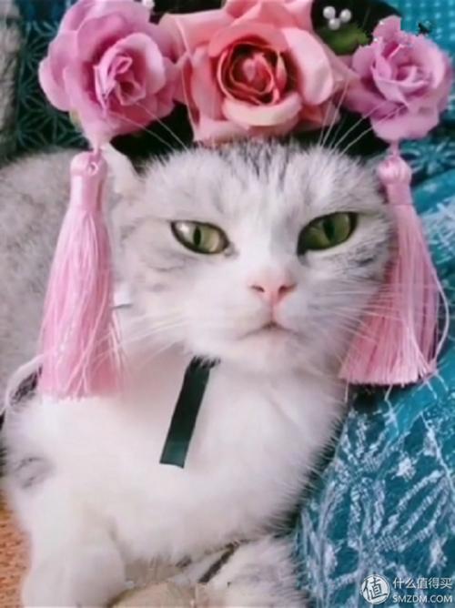 猫我最喜欢的