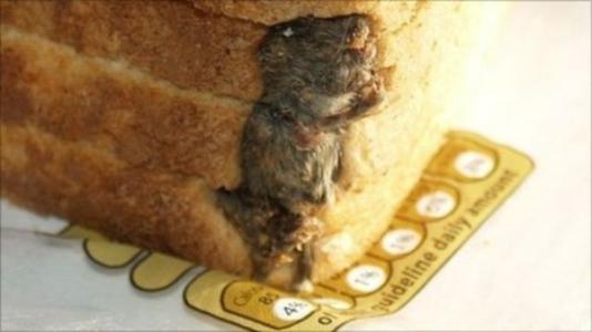 鼠标寻找食物