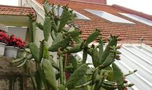 我发现仙人掌很美