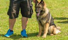 动物带给我的乐趣