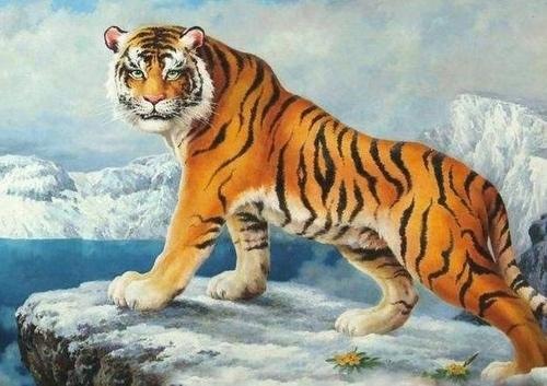 聪明的老虎