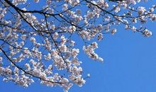 寻找春天里最可爱的人