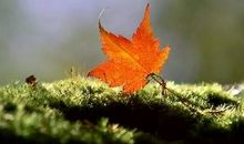 路过那一片落叶