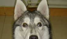 我家来了个不速之客