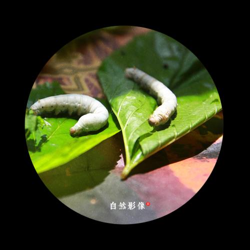 我遇见了春天的蚕