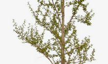 银杏树作文350字