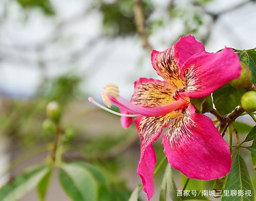 那棵美丽的木棉树