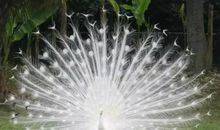 破茧成蝶的过程之美