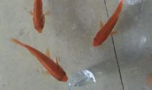 我心爱的小金鱼