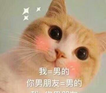 我爱我的小猫