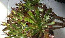 我的植物朋友多肉作文