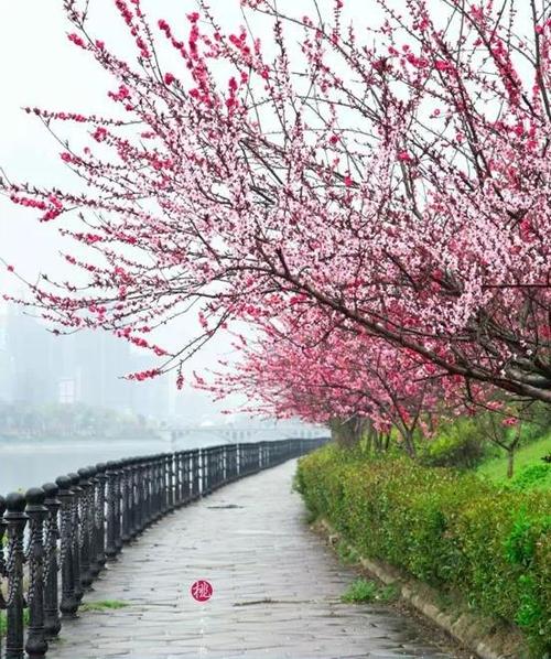 雨中桃花开