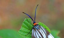 飞蛾其实不寻常