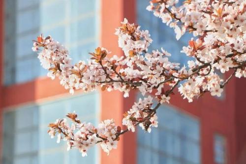 四个季节的梦想