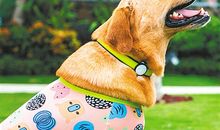 神犬小七观后感