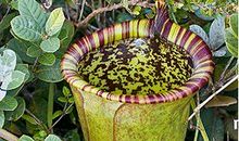 我的植物朋友猪笼草