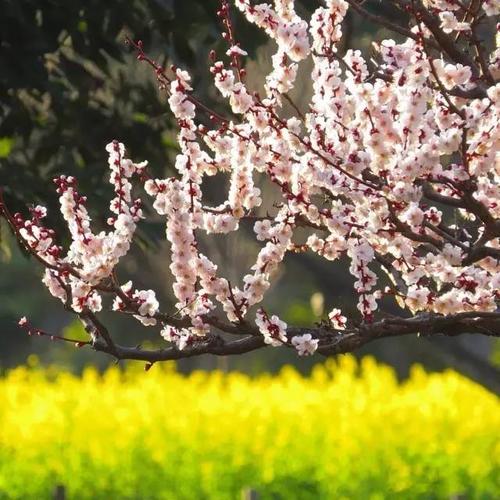 春天求梅
