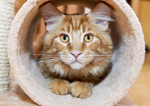 聪明的小猫