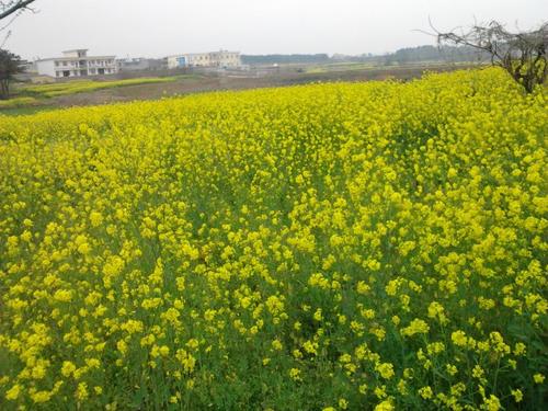 乡村春天