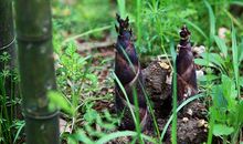 我是一颗小竹笋