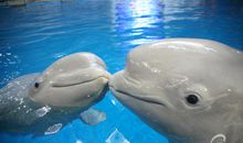 有趣的海洋实验课