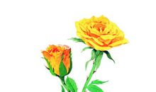 我的植物朋友玫瑰花