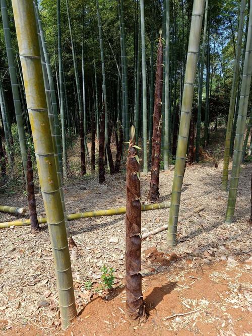 远足后的春季思想随想