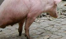 假如我是一头猪