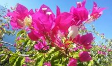 三角梅伴我远行