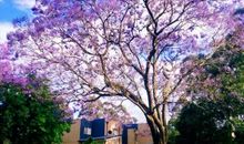 青春，是一棵会开花的树——远足感悟