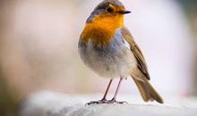 一只小鸟的哭诉