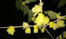 我眼中的那株腊梅