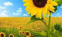 我们一起向日而生