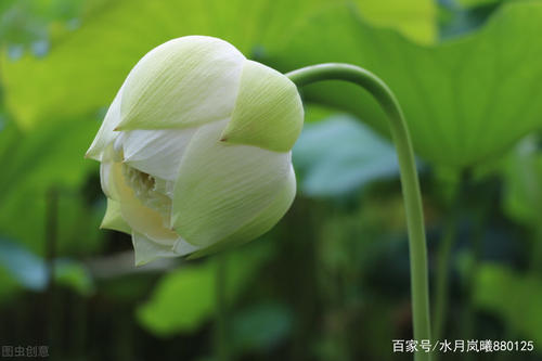 栖息在梦中的莲花