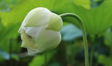 栖息在荷花的梦境里