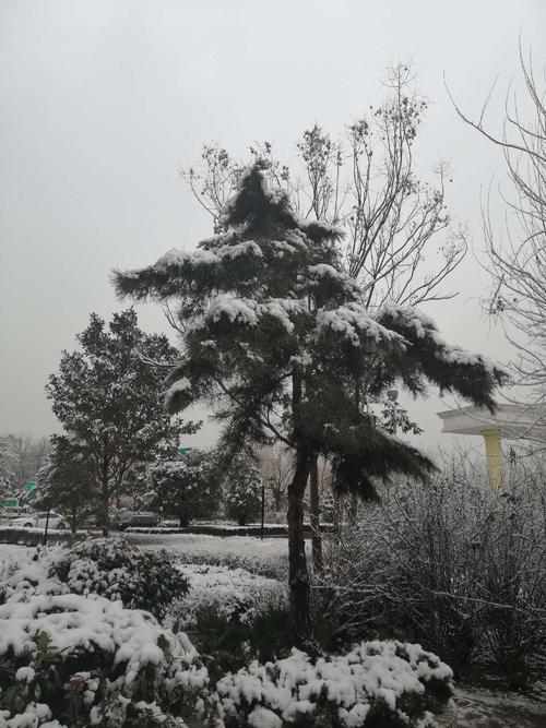 新年第一场雪