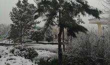 新年的第一场雪