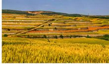 又是一年麦黄时