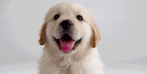 狗的秘密