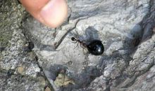 个头比树还大的蚂蚁