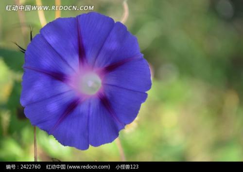 牵牛花的秘密