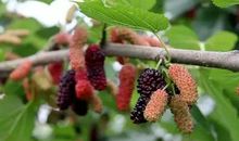 自己摘的桑葚最甜