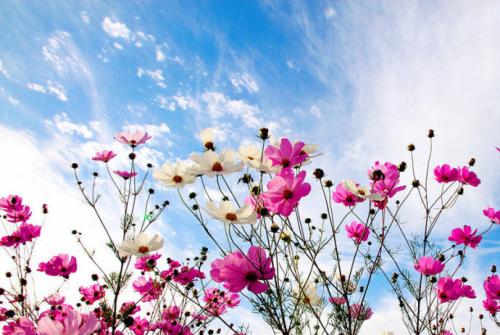 美丽的格桑花