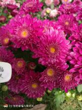 这个季节真好