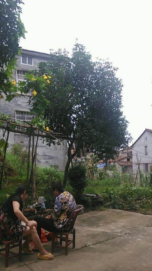 桂花树在家门口