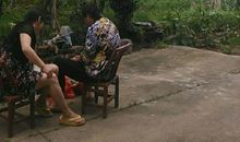 家门前的桂花树