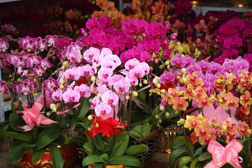 花愿
