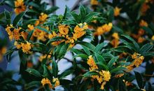 走在桂花飘香的路上