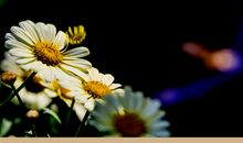 春天带来的惊喜